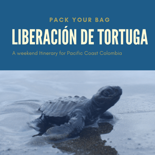 turtle release colombia