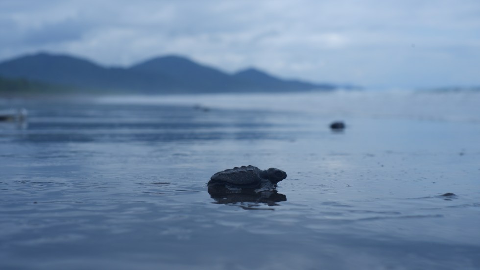 turtle release colombia