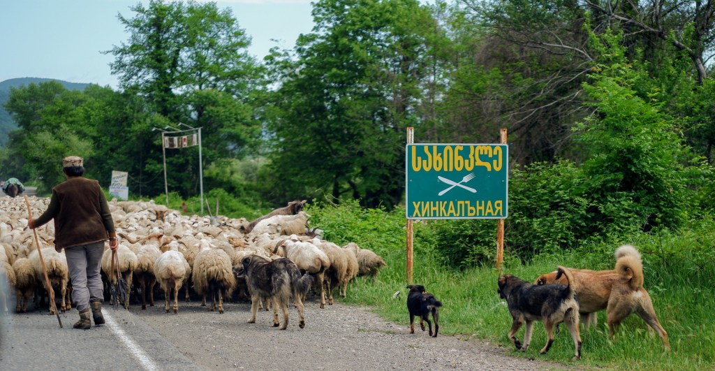 georgian road-trip sheep